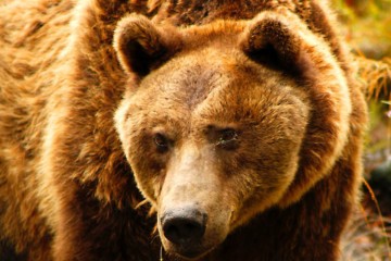 Aux Pyrénées :  le nombre des ours est augmenté, mais toujours, insuffisant.